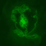 Un'immagine fluorescente di un organoide testicolare creato da embrioni di topo e incubato in una piastra per 14 giorni. Sono ben visibili le strutture tubolari formate nel piatto. In verde sono evidenziate le cellule del Sertoli, che sono le cellule responsabili della formazione dei tubuli nel testicolo e, infatti, creano i tubuli nella capsula. (CREDITO: Cheli Lev)